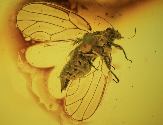 Detailed Fossil Psyllid (Sternorrhyncha) In Baltic Amber #58047